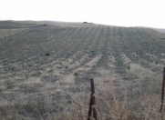 Satılır 2000 sot torpaq Şamaxı