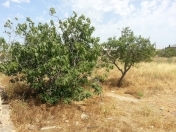 Satılır 20 sot torpaq Maştağa