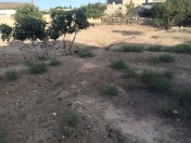 Satılır 24 sot torpaq Buzovna