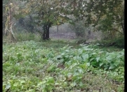 Satılır 7 sot torpaq Qəbələ