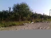 Satılır 20 sot torpaq Xaçmaz