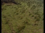 Satılır 8 sot torpaq Şüvəlan