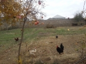 Satılır 6 sot torpaq Binə