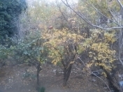 Satılır 6 sot torpaq Gənclik m.