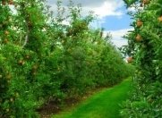 Satılır 100 sot torpaq Xaçmaz