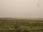 Satılır 500 sot torpaq Bakı