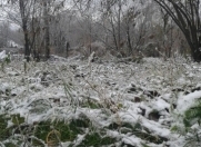 Satılır 7 sot torpaq Qəbələ