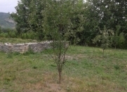 Satılır 20 sot torpaq Quba