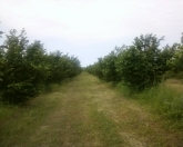 Satılır 30000 sot torpaq Xaçmaz