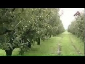 Satılır 900 sot torpaq Xaçmaz