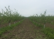 Satılır 800 sot torpaq Quba