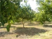 Satılır 100 sot torpaq Quba