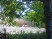 Satılır 18 sot torpaq İsmayıllı