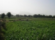 Satılır 12 sot torpaq Şamaxı