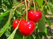 Satılır 3.5 sot torpaq Xaçmaz