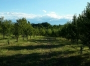 Satılır 100 sot torpaq Xaçmaz