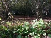 Satılır 10 sot torpaq Xaçmaz