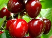 Satılır 2000 sot torpaq Quba