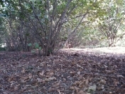 Satılır 20 sot torpaq Xaçmaz