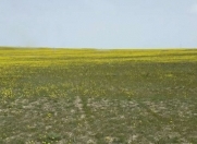 Satılır 300 sot torpaq Şabran