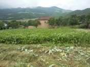 Satılır 40 sot torpaq Qusar