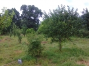 Satılır 30 sot torpaq İsmayıllı