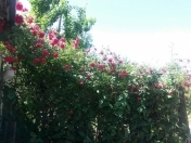 İcarəyə verilir 3 otaqlı 200 m2 həyət evi İsmayıllı