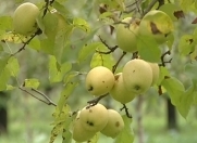 Satılır 6000 sot torpaq Quba