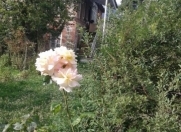 Satılır 10 sot torpaq Zaqatala