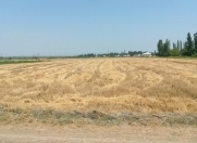 Satılır 530 sot torpaq Şabran