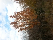 Satılır 10 sot torpaq Sumqayıt