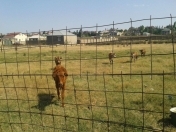 Satılır 20 sot torpaq Sumqayıt