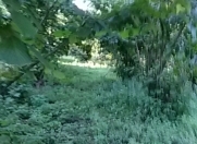 Satılır 12 sot torpaq Qax