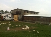 Satılır 100 sot torpaq Xaçmaz