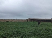 Satılır 1500 sot torpaq Neftçala