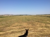 Satılır 2000 sot torpaq Oğuz