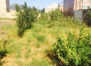 Satılır 12 sot torpaq Buzovna