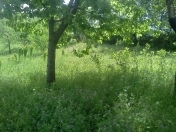 Satılır 54 sot torpaq Quba