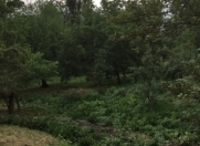 Satılır 85 sot torpaq İsmayıllı