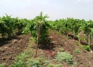 Satılır 6200 sot torpaq Cəlilabad