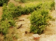 Satılır 6 sot torpaq Sumqayıt