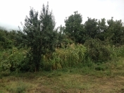 Satılır 6 sot torpaq İsmayıllı