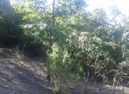 Satılır 12 sot torpaq Şəki