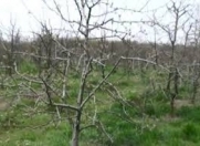 Satılır 750 sot torpaq Xaçmaz