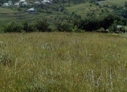 Satılır 1100 sot torpaq Şamaxı