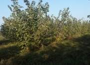 Satılır 76 sot torpaq Quba