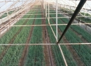 Satılır 80 sot torpaq Azadlıq meydanı