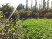 Satılır 30 sot torpaq Şirvan