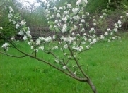 Satılır 300 sot torpaq Quba