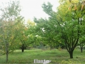 Satılır 1 sot torpaq Xaçmaz